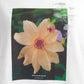 26SS manipuri 半袖S Tシャツ＜写真B＞ 0161423009